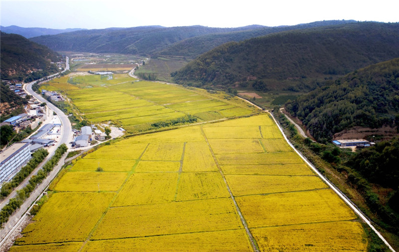 金稻飘香南泥湾