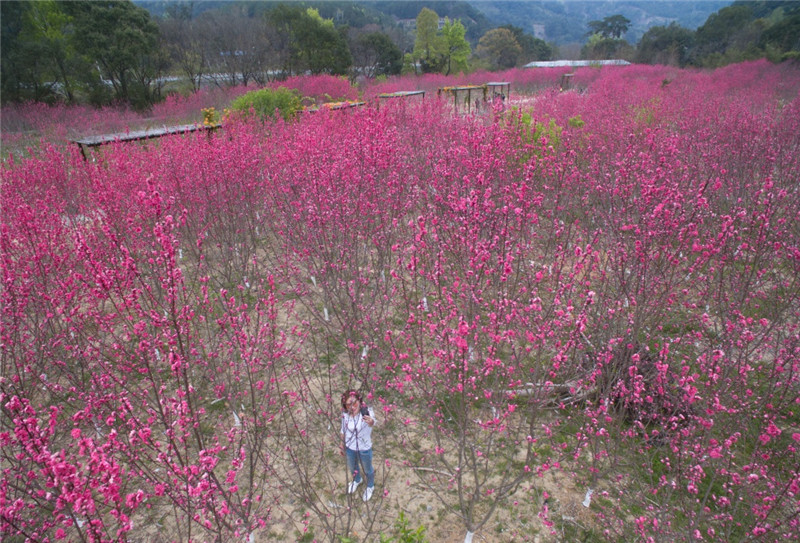 春至桃花岛