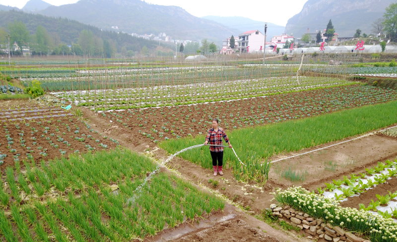4月20日,贵州六盘水市钟山区大河镇的村民在蔬菜基地里劳作。