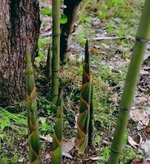 采笋便成了其中最大的乐趣每到这个季节冒出地面已从土地里慢慢地生长