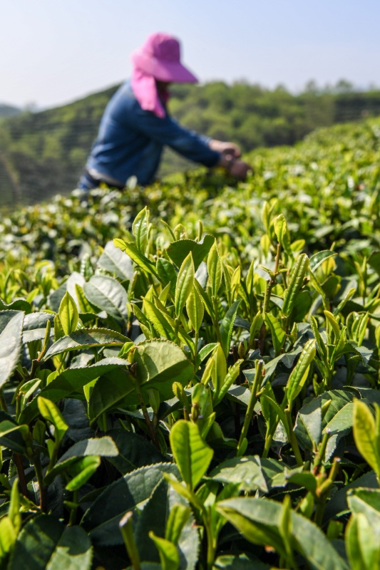 目前,正值河南信阳茶叶采摘上市的关键时期,当地各个茶园,茶场都能