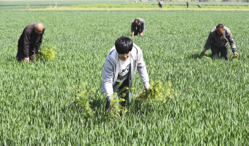 4月20日,河北省安平县农民在小麦地里拔草。