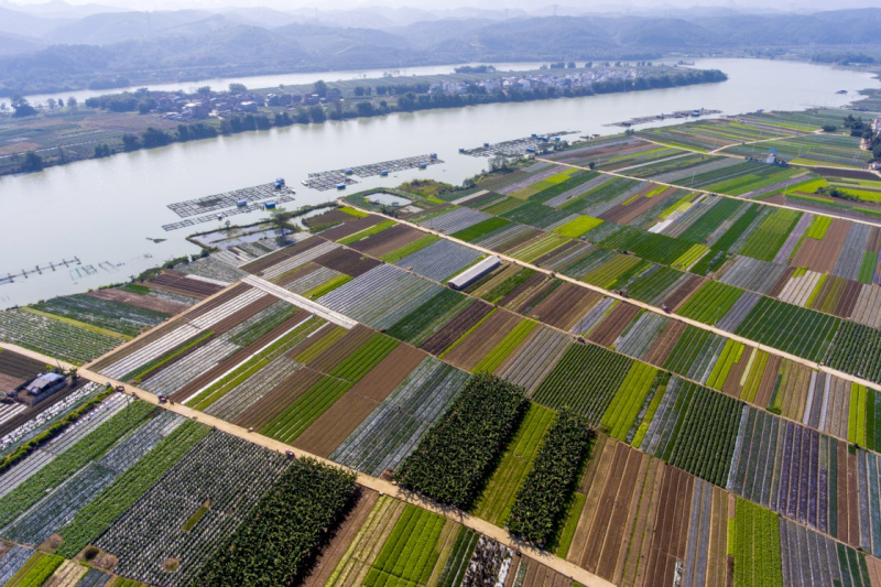 这是12月20日航拍的广西百色市田东县祥周镇中平村蔬菜生产基地.