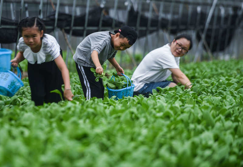 8月12日,游客在板桥镇的生态大棚内采摘有机蔬菜。