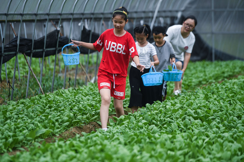 8月12日,游客在板桥镇的生态大棚内采摘有机蔬菜。